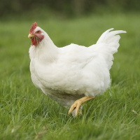 Kleuterkamp °2019